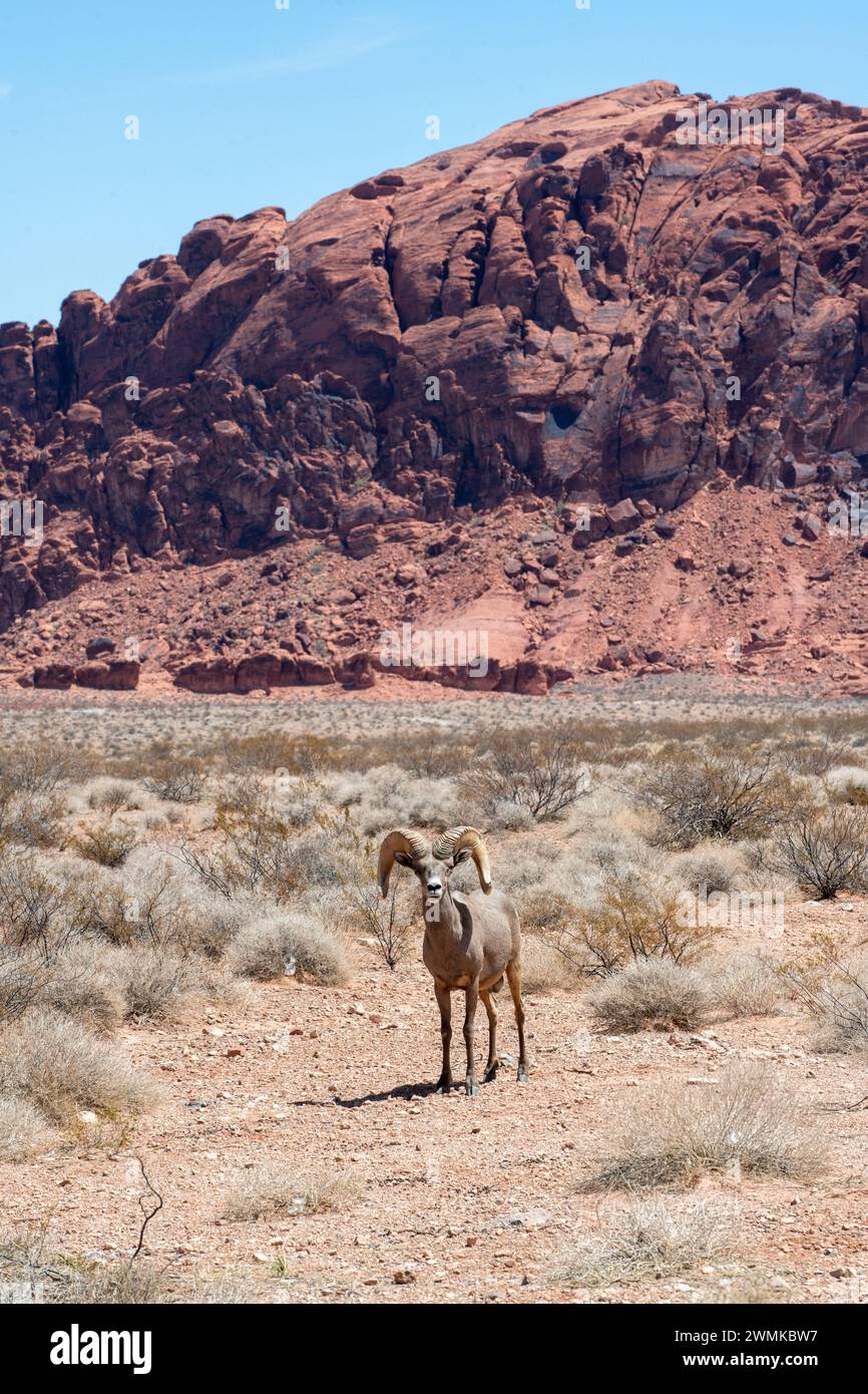 Desert Bighorn (Ovis canadensis nelsoni) rammt durch ein Tal unterhalb der roten Felsklippen des Valley of Fire State Park, Nevada, USA Stockfoto