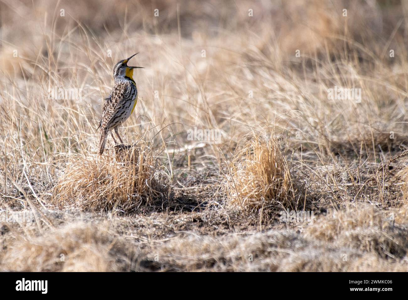 Westlicher Meadowlark (Sturnella neglecta) singt auf einem Grasklumpen im Rocky Mountain Arsenal National Wildlife Refuge, Colorado,... Stockfoto