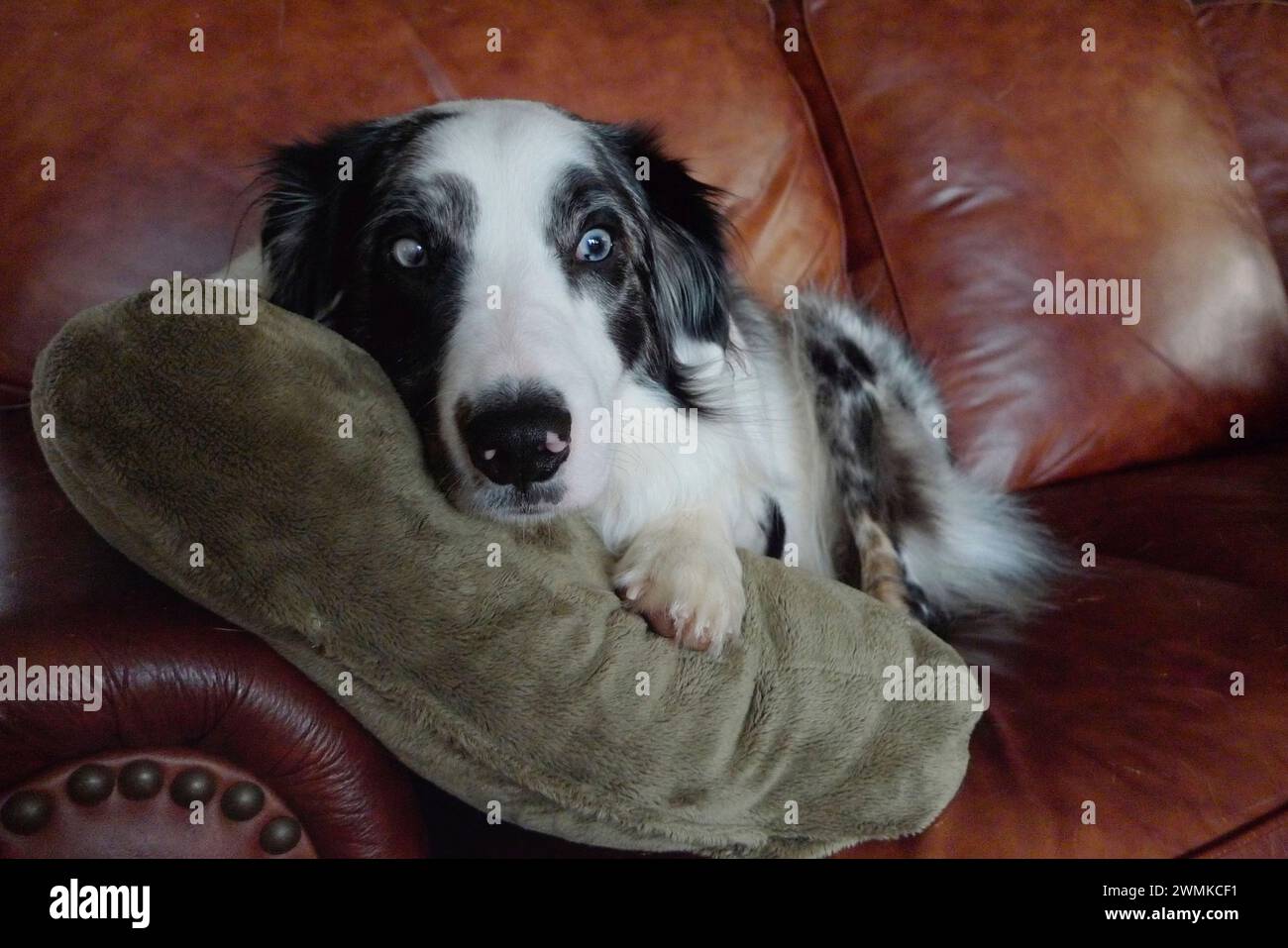 Blauäugiger Hund ruht mit weit geöffneten Augen, in Alarmbereitschaft zu Hause Stockfoto