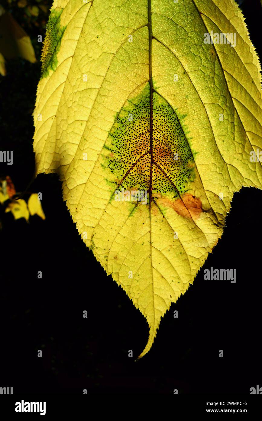 Blatt Sagt Frieden Stockfoto