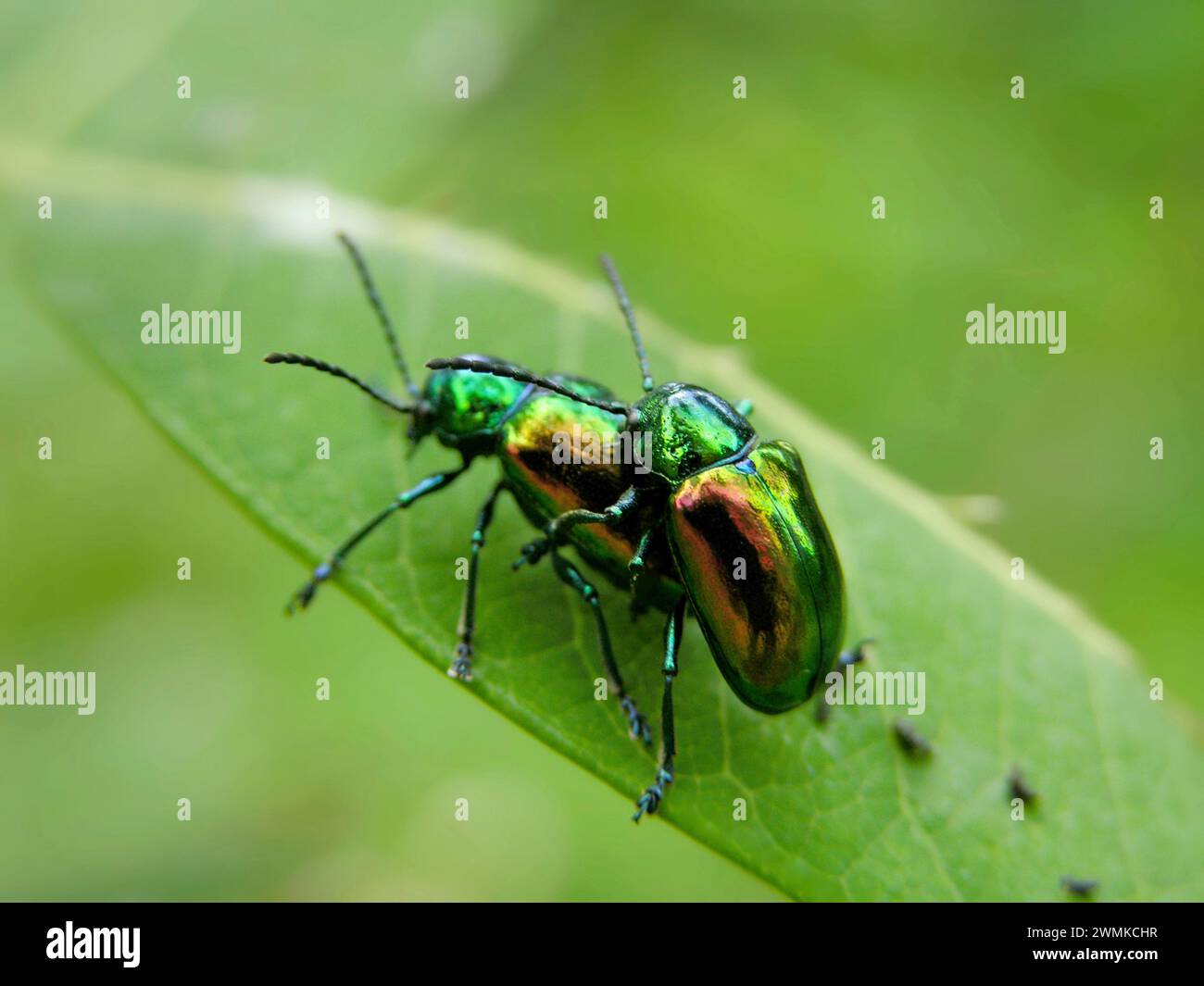 Zwei grün schillernde Dogbane-Käfer (Chrysochus auratus) werden bei der Paarung gefangen Stockfoto