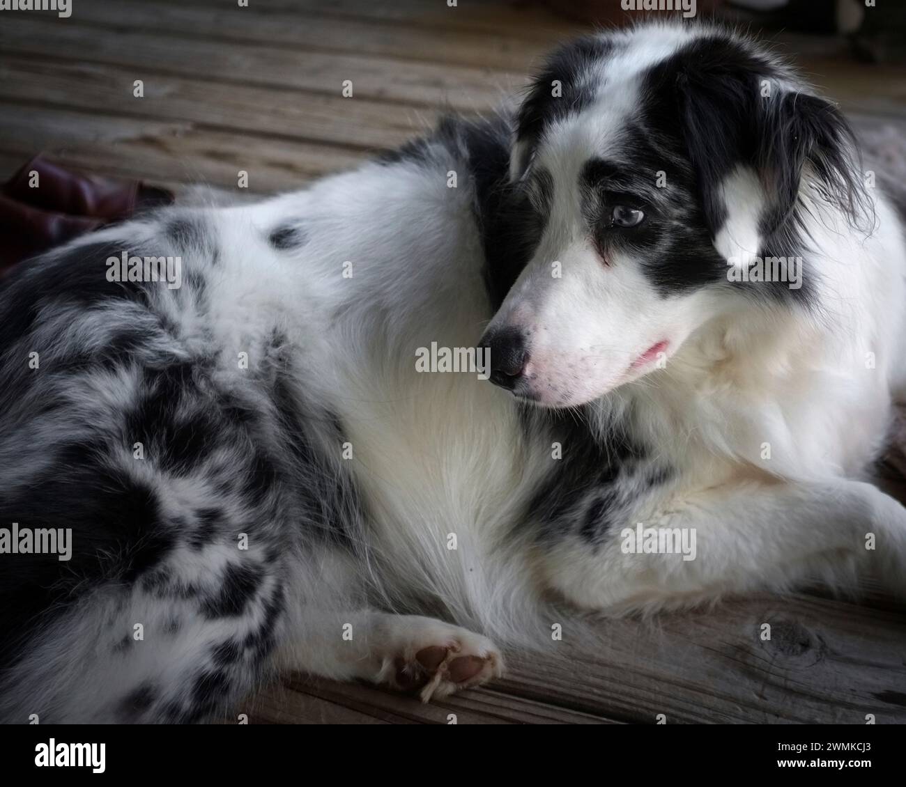 Der australische Schäferhund ruht zu Hause auf dem Boden Stockfoto