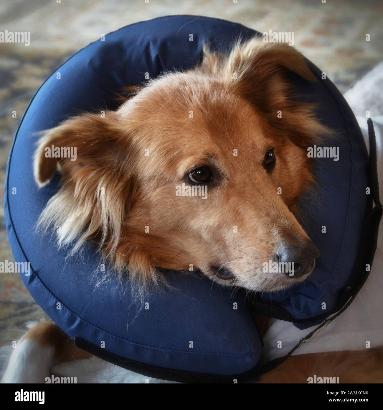 Gemischter Hund trägt einen aufblasbaren Kragen, der verhindert, dass er eine Wunde leckt, anstatt den gefürchteten „Schamkegel“ zu tragen. Stockfoto