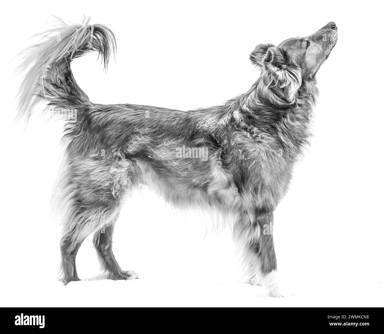 Porträt eines Mischhundes, der im Schnee steht und nach oben blickt, vor weißem Hintergrund Stockfoto