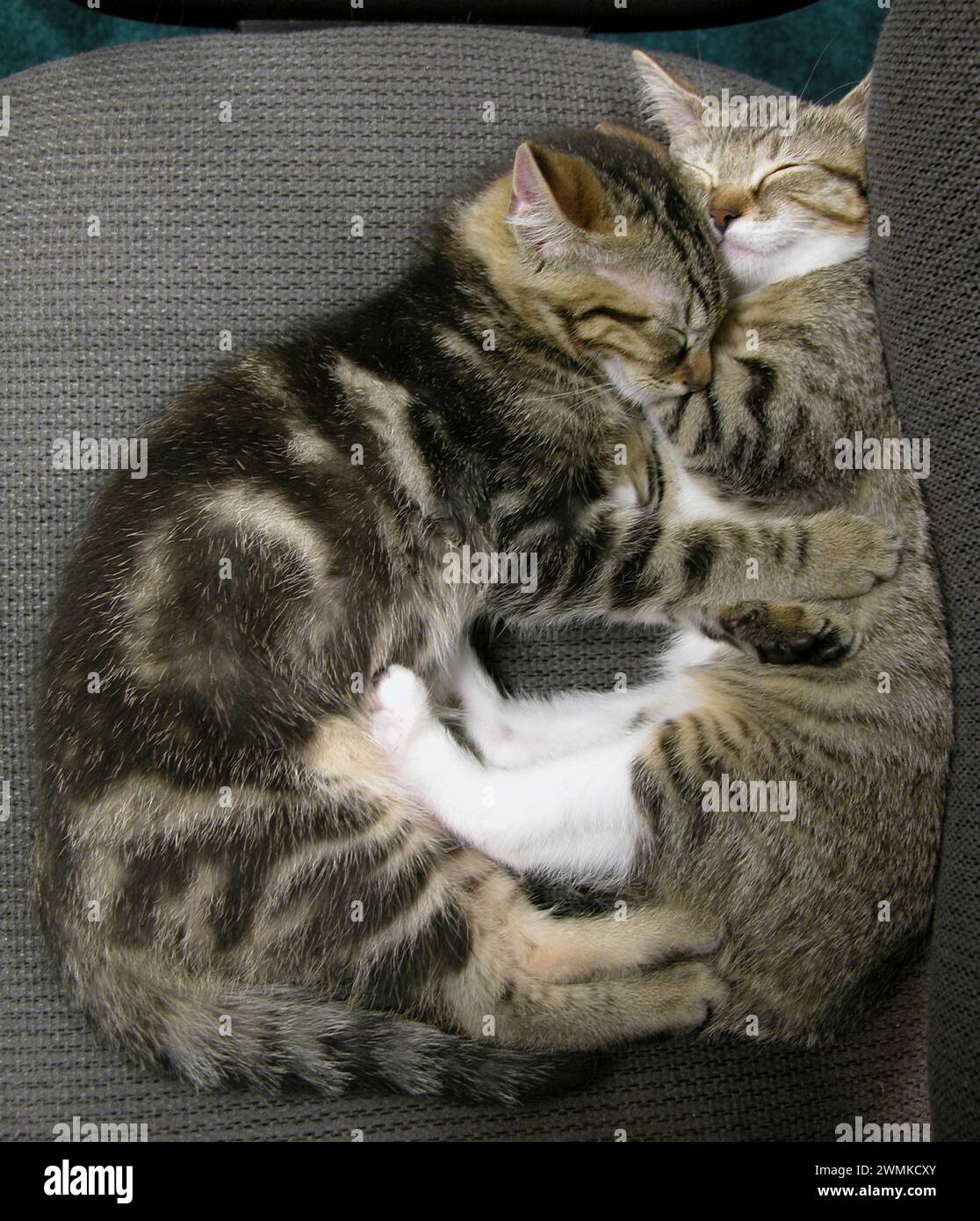 Zwei Hauskatzen, die zusammengekuschelt schlafen; Fairview, North Carolina, Vereinigte Staaten von Amerika Stockfoto