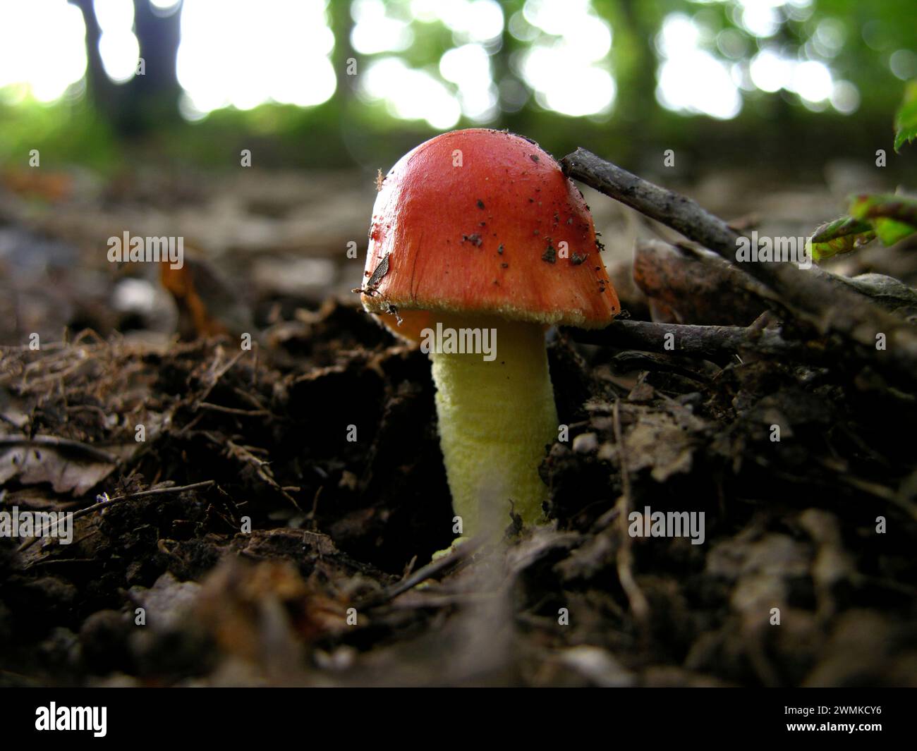 Pilz mit roter Auflage Stockfoto