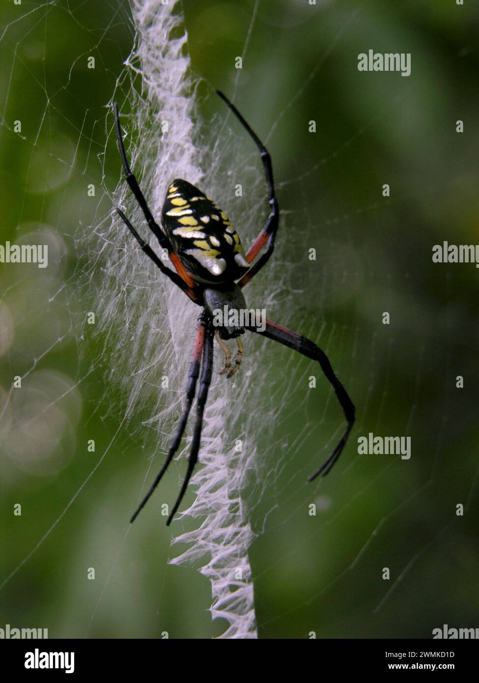 Die schwarze und gelbe Argiopenspinne (Argiope aurantia) spinnt ein Netz in North Carolina, USA Stockfoto