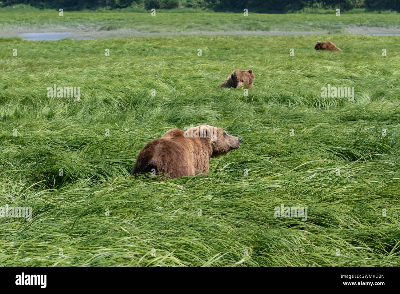 Braunbären (Ursus arctos), die in hohen grünen Gräsern auf der Suche sind; Alaska, Vereinigte Staaten von Amerika Stockfoto