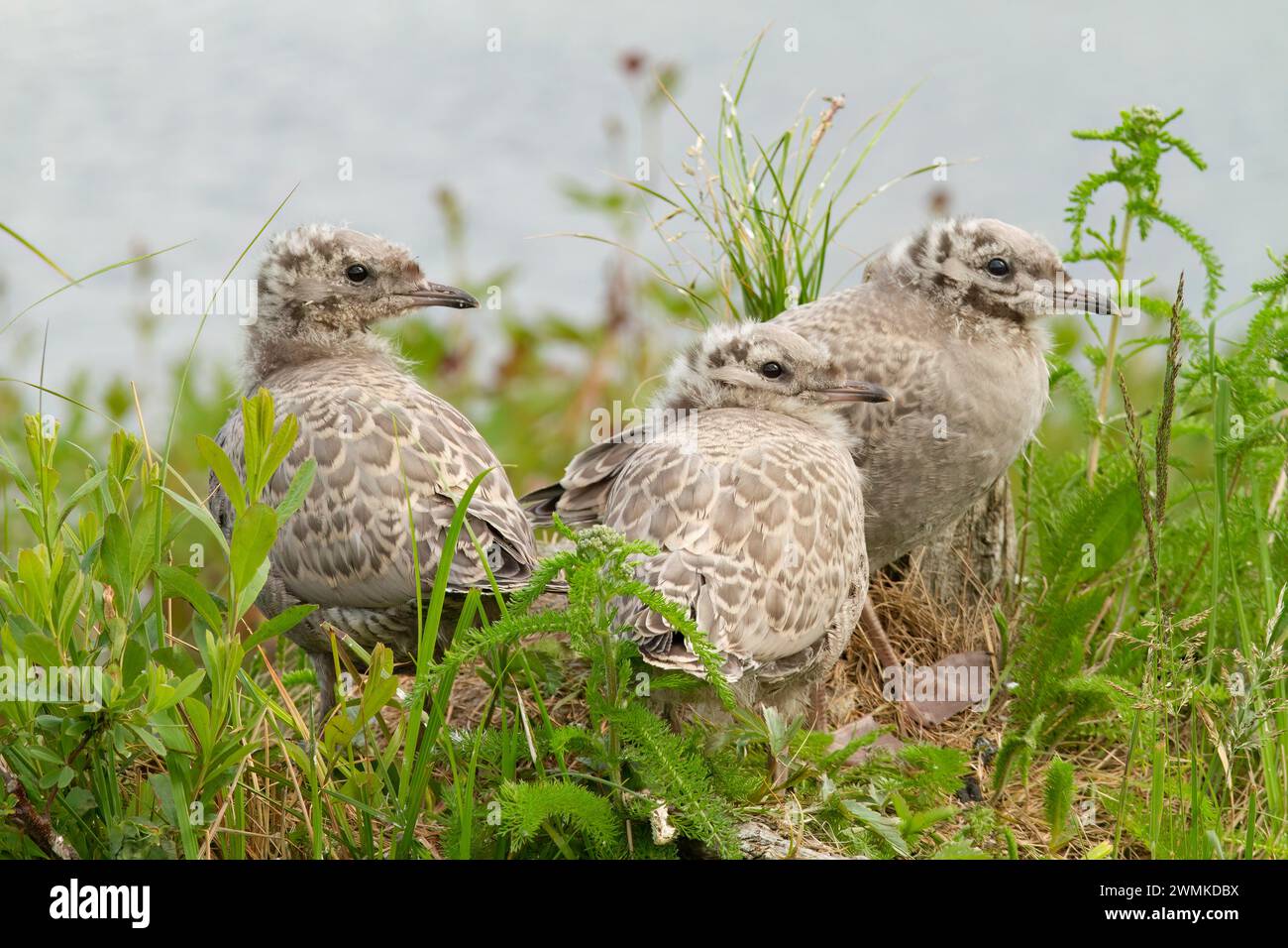 Drei Küken stehen an ihrem Nest am Boden; Alaska, Vereinigte Staaten von Amerika Stockfoto