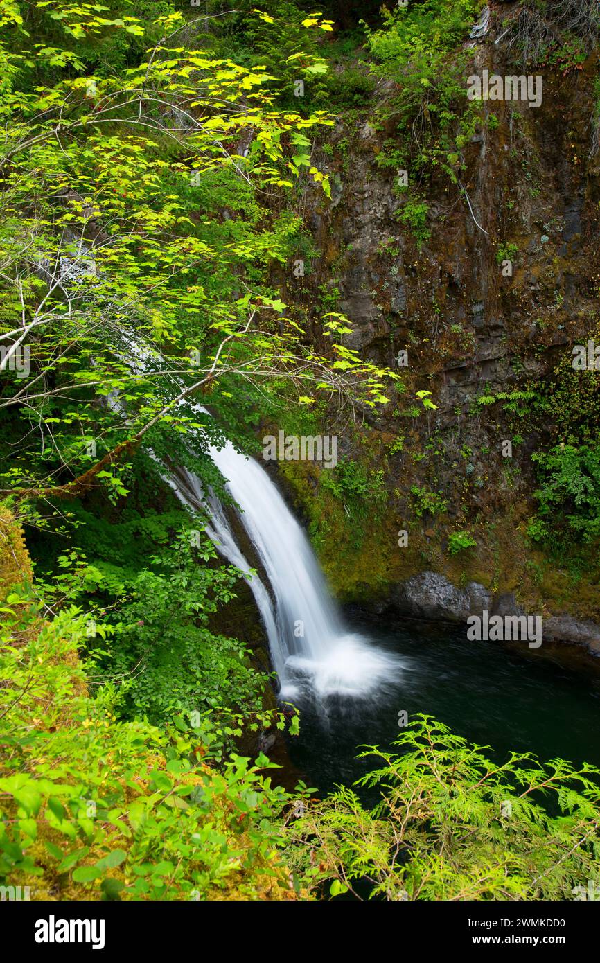 Fällt auf Blister Creek, Mt Hood National Forest, Oregon Stockfoto