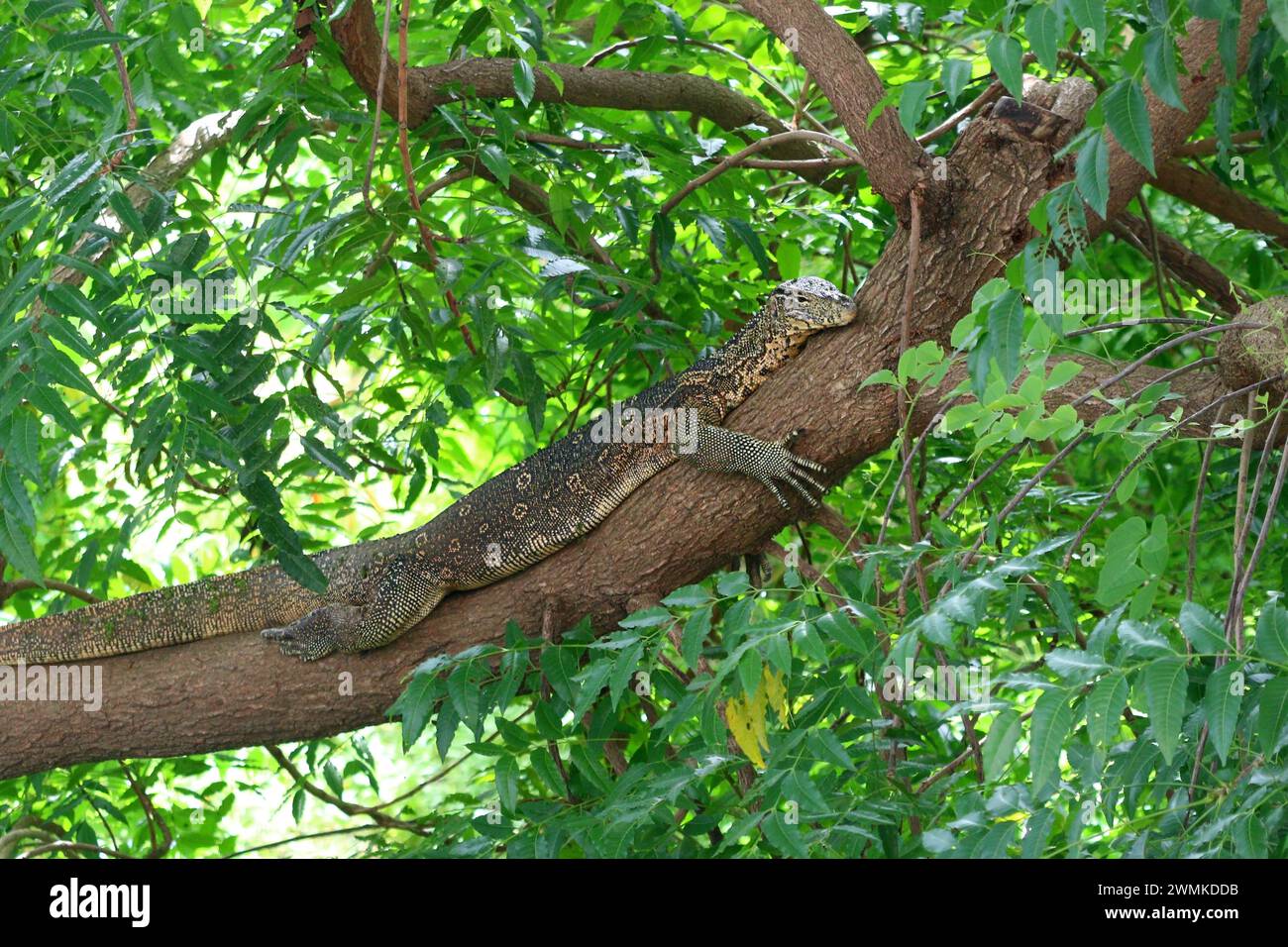 Warane oder varanus salvator in der Natur Stockfoto