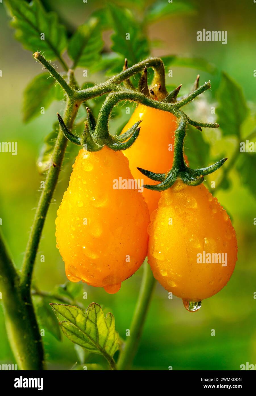 Nahaufnahme reifer gelb-oranger tränenförmiger Tomaten auf der Rebe mit Wassertröpfchen; Calgary, Alberta, Kanada Stockfoto