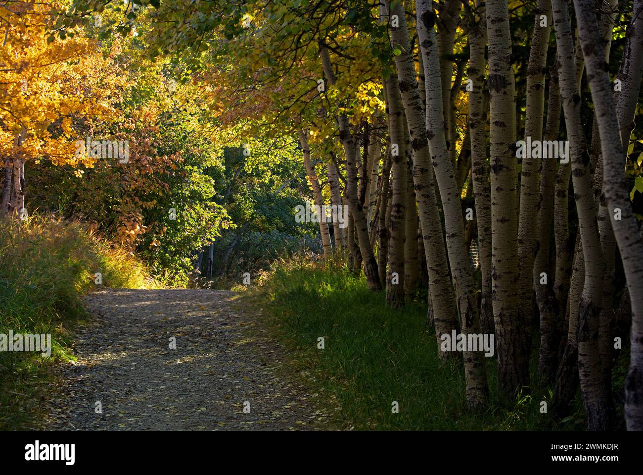 Schotterpfad mit leuchtenden bunten Bäumen im Herbst; Calgary, Alberta, Kanada Stockfoto