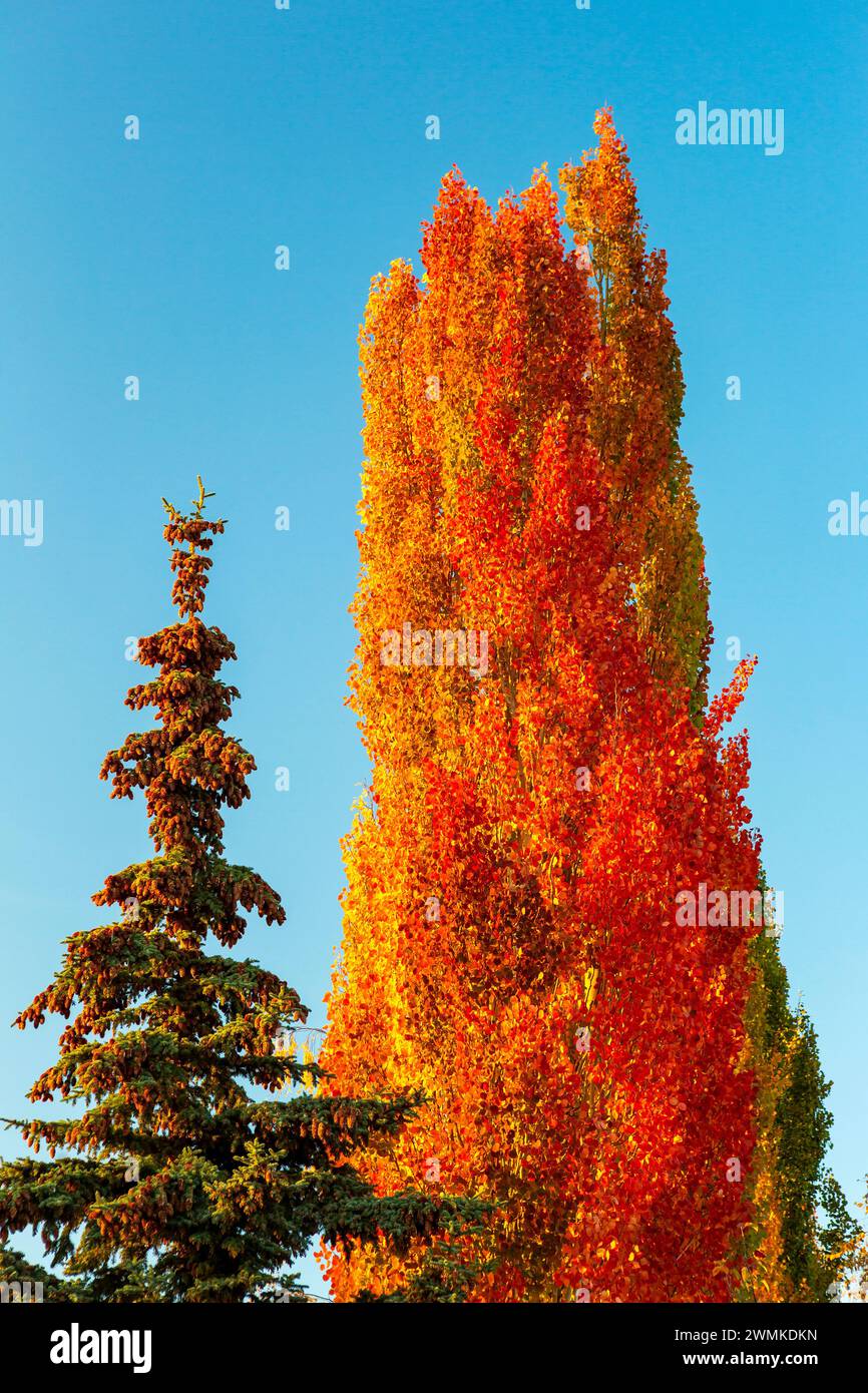 Leuchtend warme bunte Baumgruppe im Herbst mit einem immergrünen Baum und blauem Himmel; Calgary, Alberta, Kanada Stockfoto
