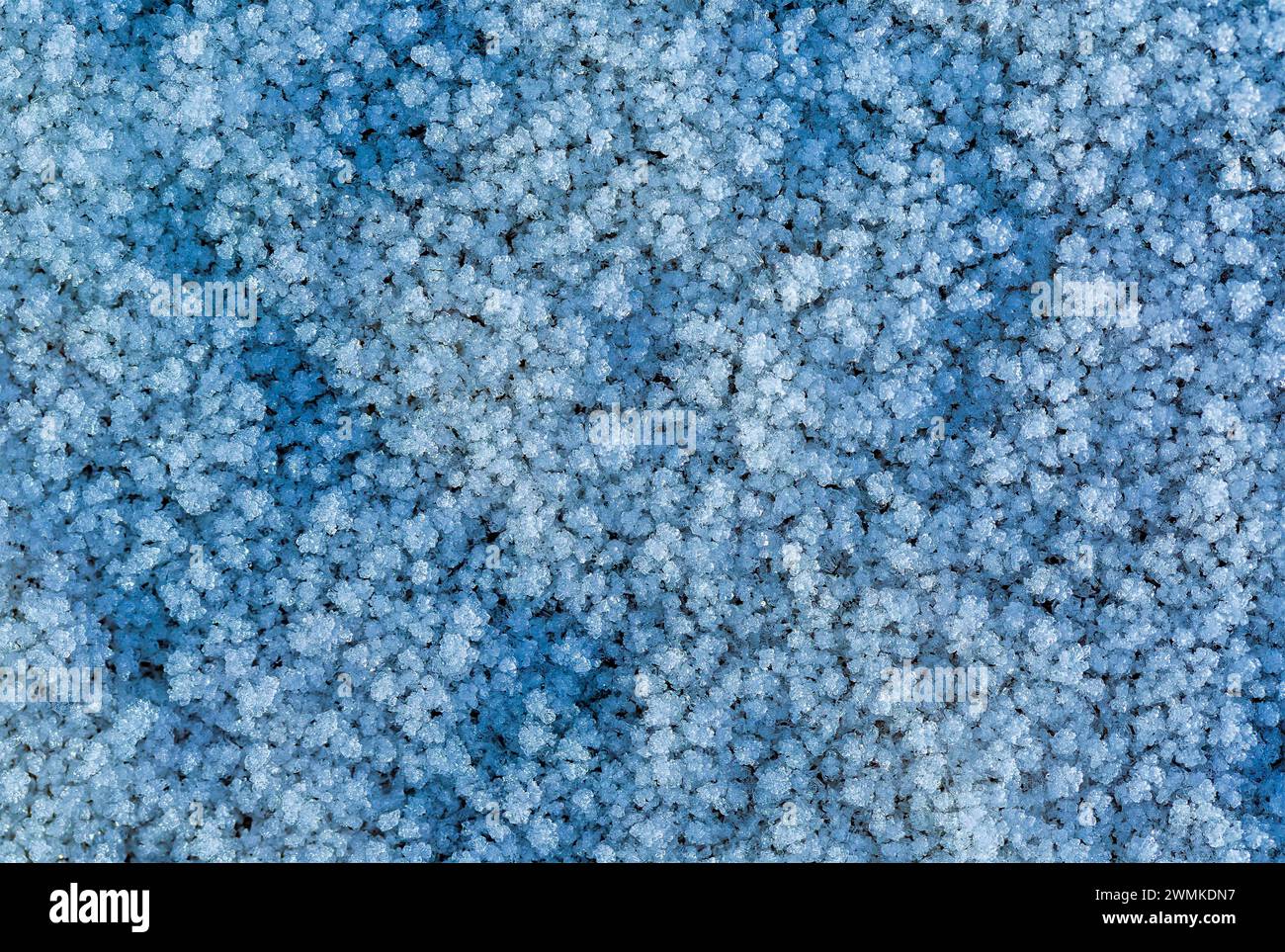Extreme Nahaufnahme von kalten Schneepellets; Calgary, Alberta, Kanada Stockfoto