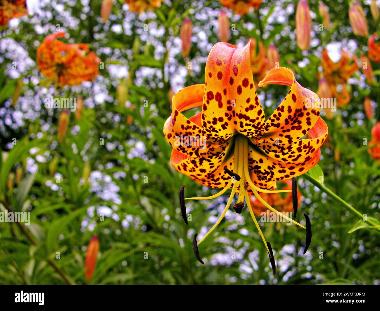 Die Türkenmütze Lilie (Lilium superbum) in Blüte Stockfoto