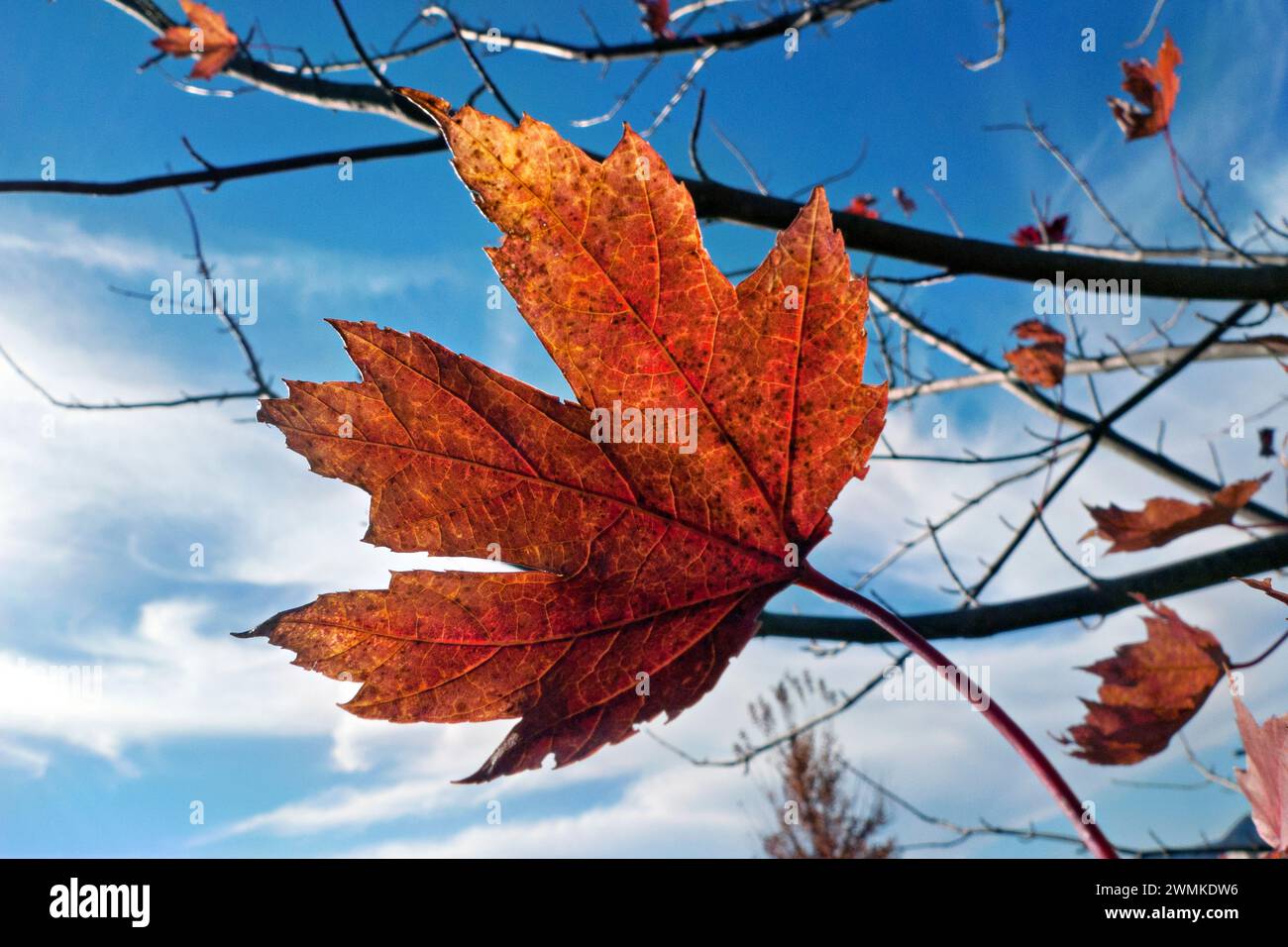 Farbige Blätter wehen im Herbst von den Ästen; Fletcher, North Carolina, Vereinigte Staaten von Amerika Stockfoto