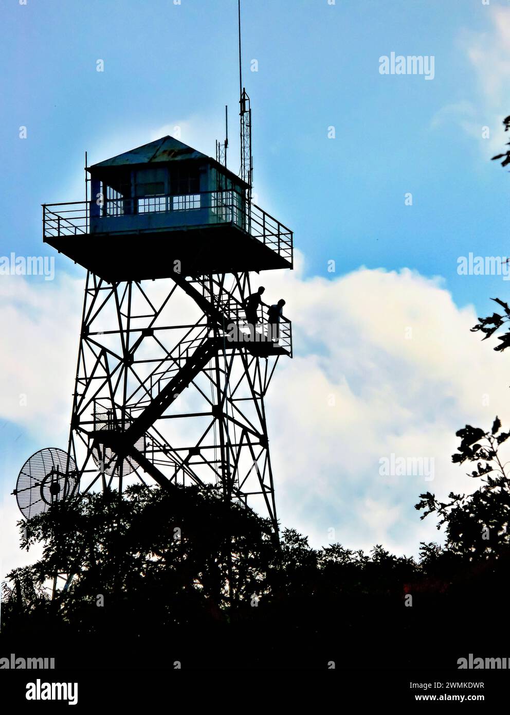 Fire Lookout Tower über den Baumkronen Stockfoto