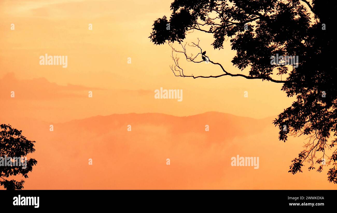 Zwei Trauertauben (Zenaida macroura) ruhen auf einem Baumzweig, der von einem nebeligen Sonnenuntergang in den goldenen Bergen umrahmt wird Stockfoto