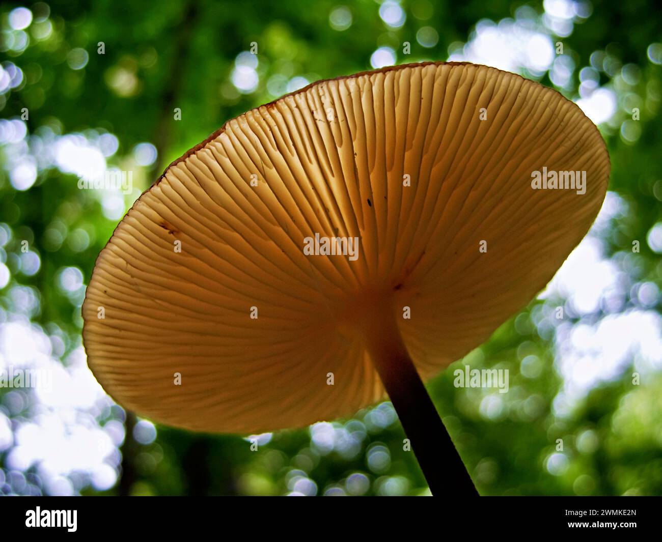Unterseite eines Pilzes auf einem schlanken Stiel in einem Wald; North Carolina, Vereinigte Staaten von Amerika Stockfoto