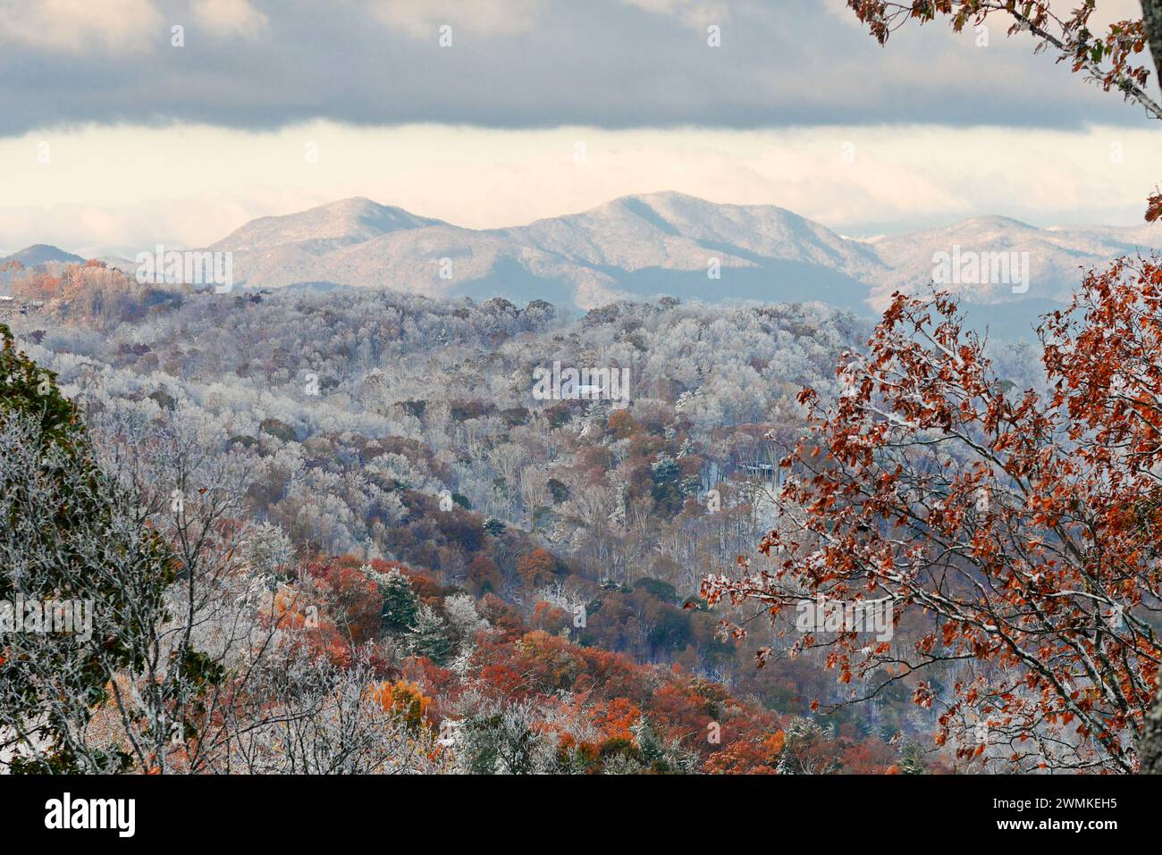 Schnee bedeckt Bäume mit herbstlichen Farben nach einem seltenen Schneesturm im Oktober in den Blue Ridge Mountains Stockfoto