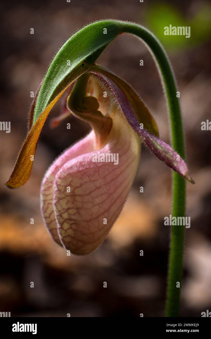 Nahaufnahme eines Slippers der Pink Lady (Cypripedium Acrole) in Blüte; Weaverville, North Carolina, Vereinigte Staaten von Amerika Stockfoto