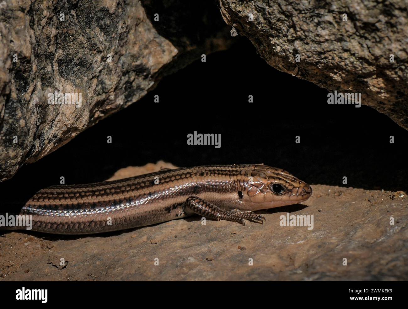 Skink auf einer Felswand; Weaverville, North Carolina, Vereinigte Staaten von Amerika Stockfoto