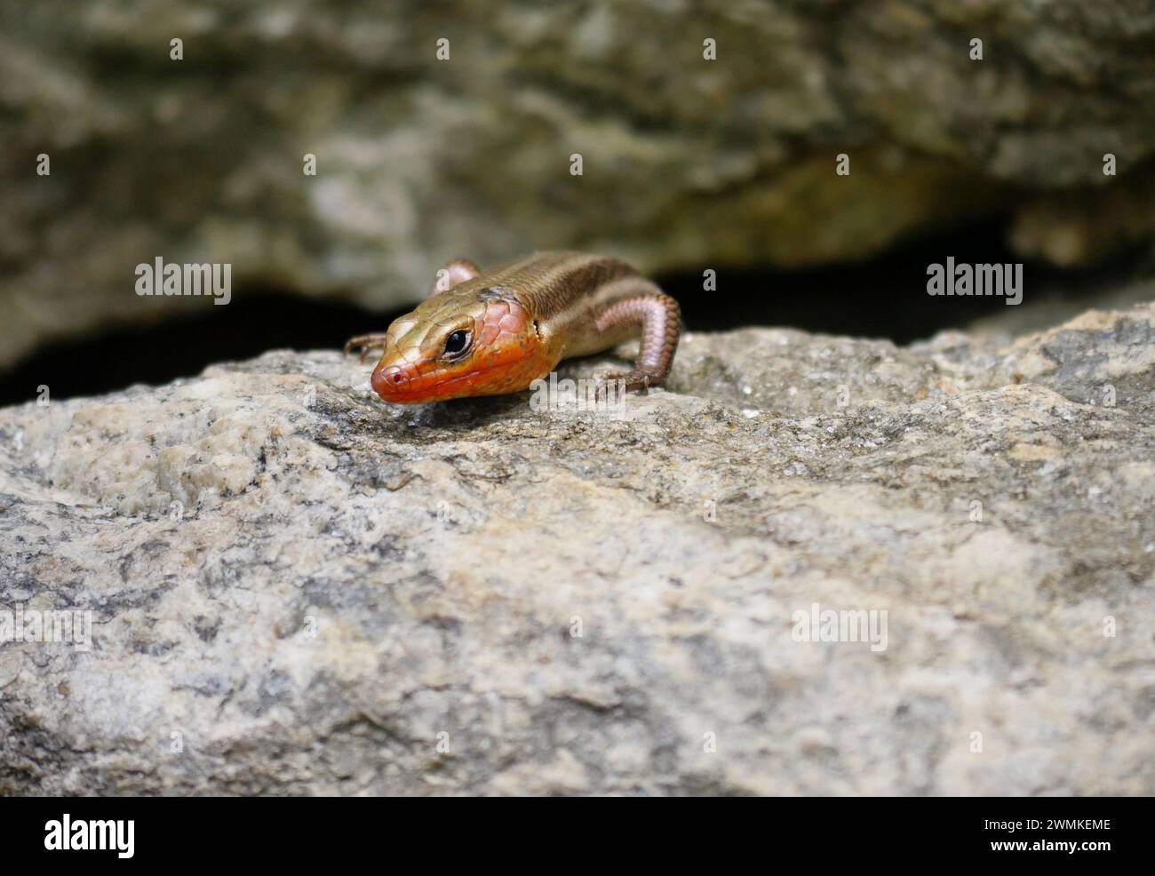 Der südöstliche, fünfgesäumte Skink (Plestiodon inexpectatus) blickt über den Rand eines Felsens; Weaverville, North Carolina, Vereinigte Staaten von Amerika Stockfoto