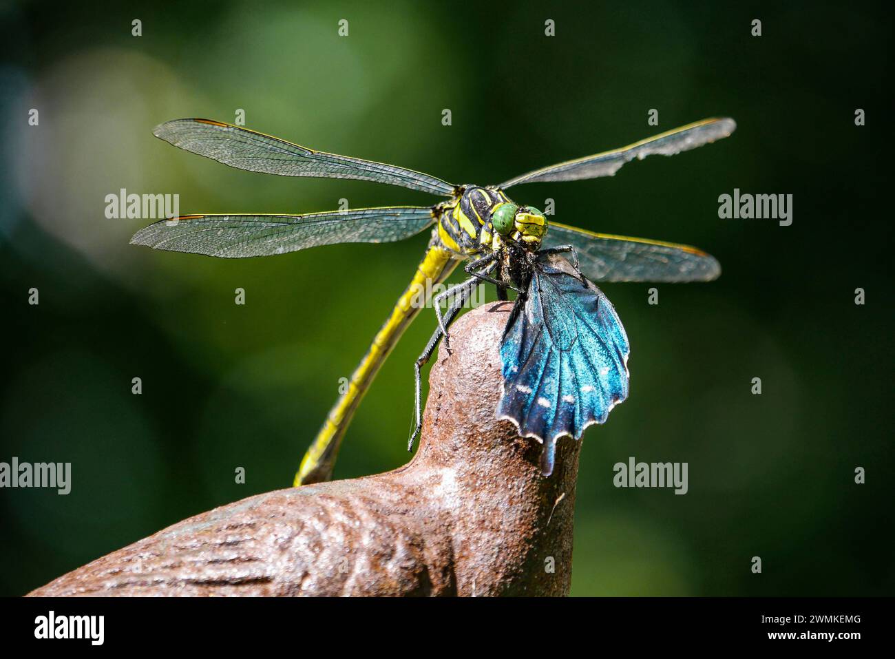 Grüne gelbe und schwarze Libelle isst den blauen Flügel eines Pipevine Schwalbenschwanzfalter (Battus philenor) Stockfoto