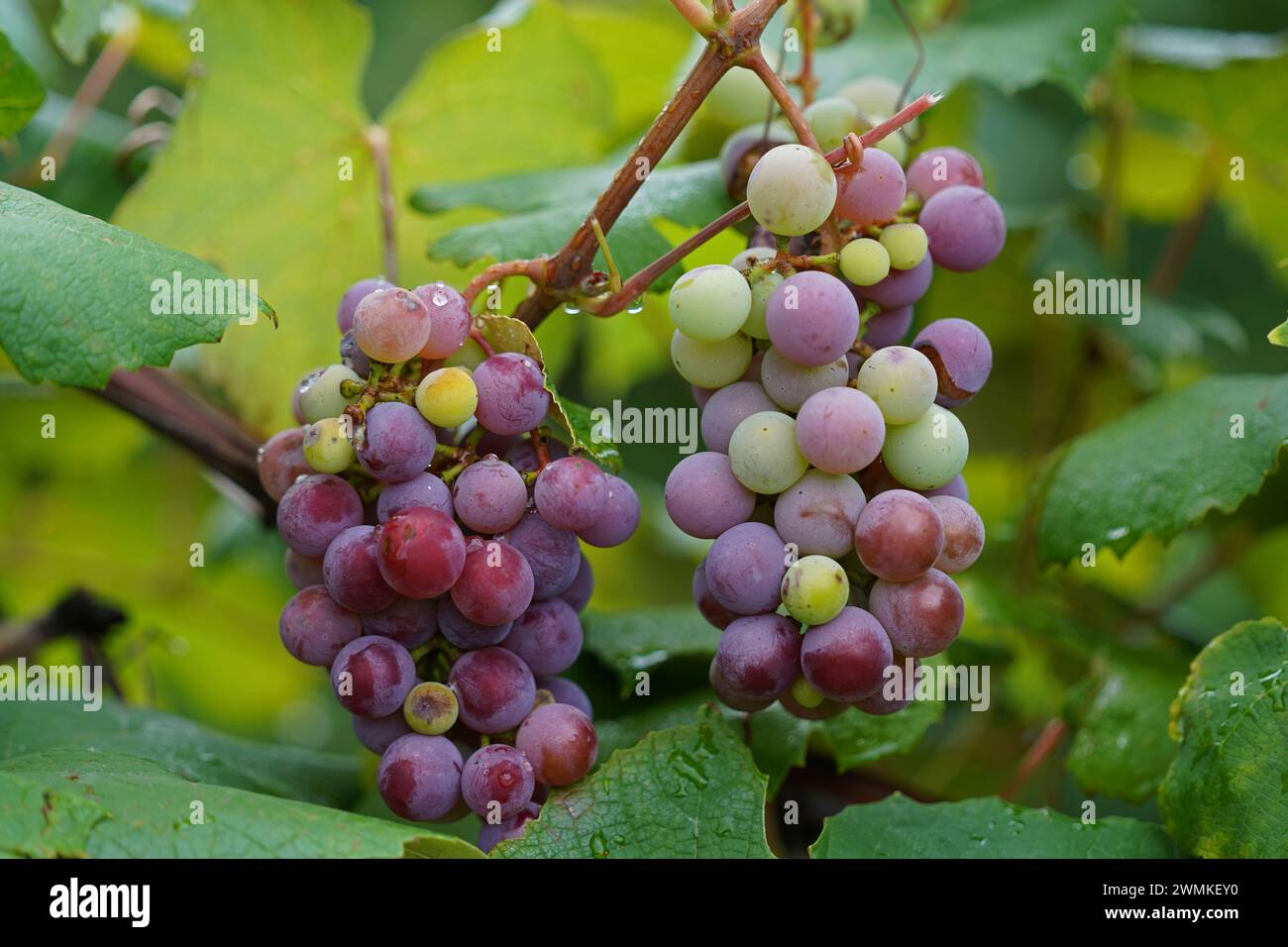 Reife Trauben auf einer Weinrebe, Finger Lakes Region; New York, Vereinigte Staaten von Amerika Stockfoto