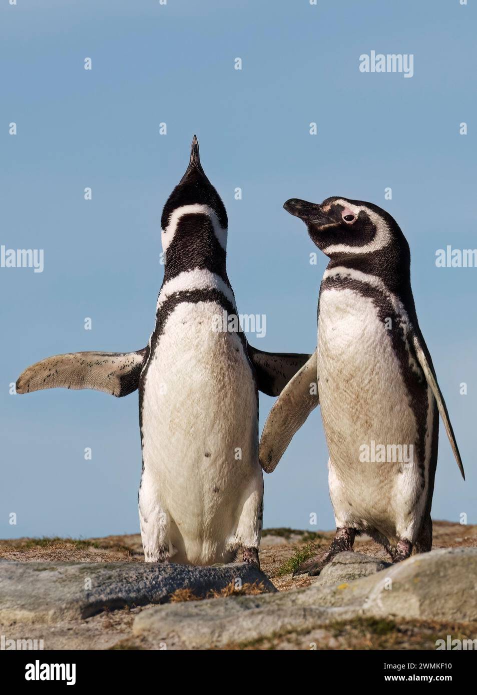 Magellanic Pinguin Pair überschwänglich mit klarem blauen Himmel dahinter Stockfoto