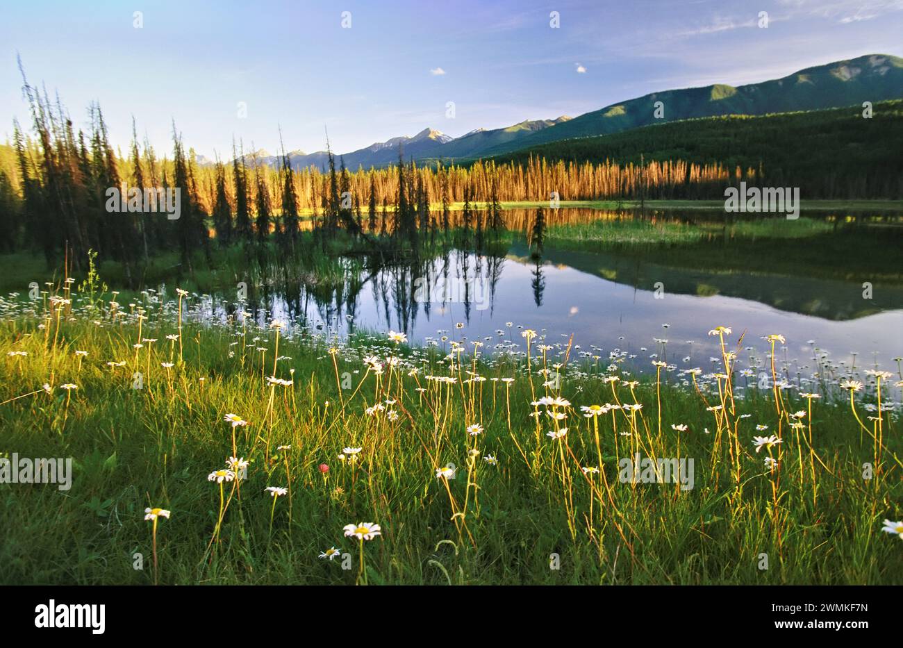 Gänseblümchen wachsen in der Nähe eines Sees im Yoho-Nationalpark, British Columbia, Kanada Stockfoto