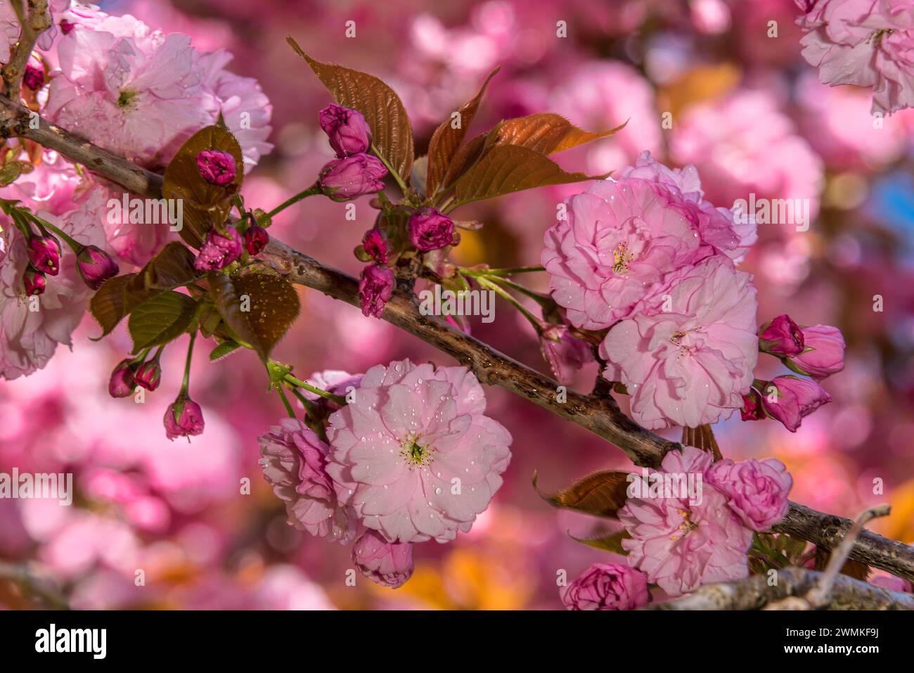 Nahaufnahme von Kirschblüten (Prunus 'Kanzan') in Blüte auf Baumzweigen im Botanischen Garten von Brooklyn Stockfoto