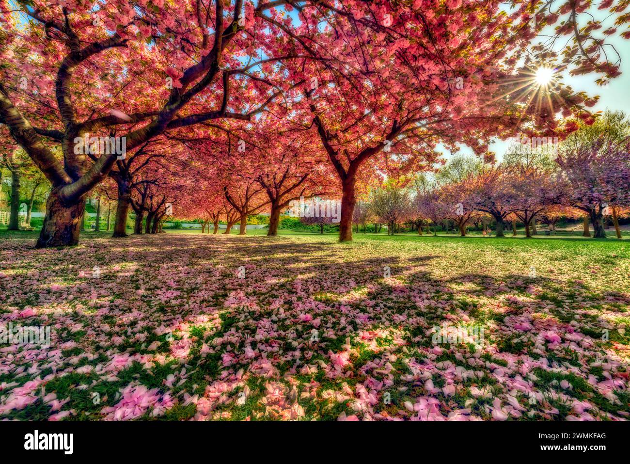 Schönheit der Kirschblüten (Prunus Kanzan) in voller Blüte mit Blütenblättern, die den Boden in einem Park verstreuen; Brooklyn, New York, Vereinigte Staaten von Amerika Stockfoto