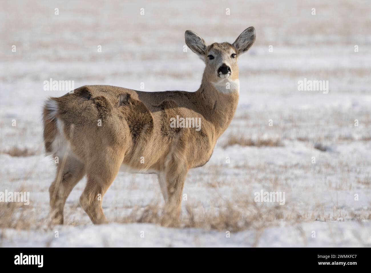 Maultierhirsche (Odocoileus hemionus) beobachten den Fotografen auf einem verschneiten Feld; Val Marie, Saskatchewan, Kanada Stockfoto