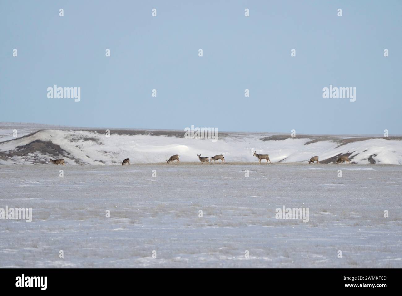Herde von Maultierhirschen (Odocoileus hemionus), die durch die Landschaft des Grasslands National Park, Saskatchewan, Kanada, laufen Stockfoto