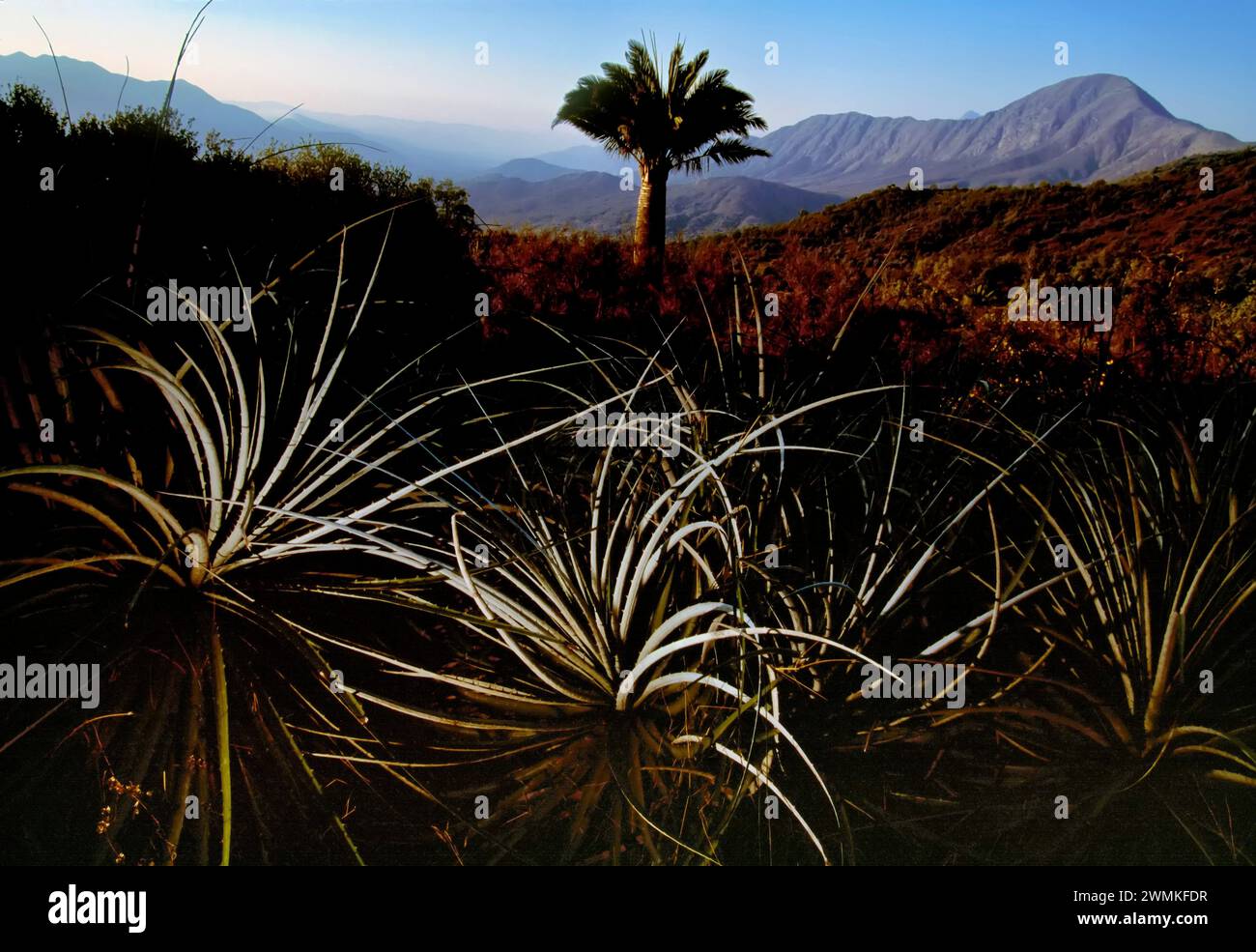 Die vom Aussterben bedrohte chilenische Palme (Jubaea chilensis) kann mehr als tausend Jahre leben; Oasis de la Campana, Chile Stockfoto