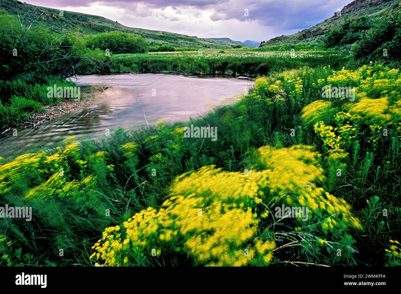 Gelber eurasischer Laub wächst entlang des klaren Wassers des Medicine Lodge Creek im Süden Utahs, wo das Bureau of Land Management and Private Land ... ist Stockfoto