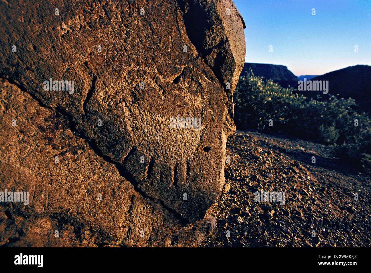 Petroglyphen eines gehörnten Tieres, das auf eine Felswände gehauen wurde. Bedeutende spätprähistorische archäologische Stätten in der Wüste Südwesten sind erhalten... Stockfoto