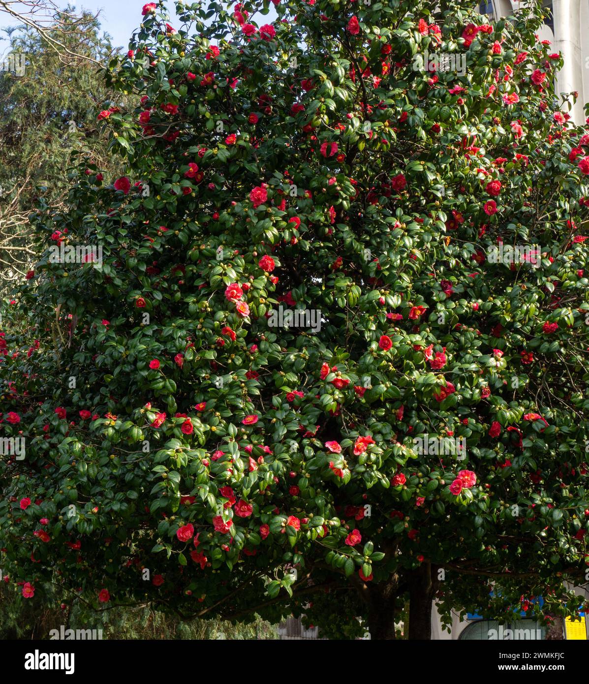 Fallender Kamelienstrauch. Kamelienbaum. Blühende Jahreszeit. Winter im Süden. Rosa Blumen auf einem Baum. Hintergrund Stockfoto