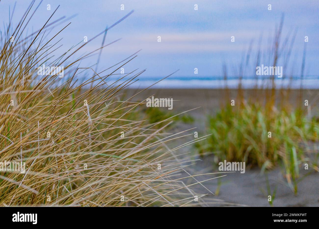 Blick auf das Meer und die Sandküste durch Strandgras mit grauem, bewölktem Himmel; Long Beach, Washington, Vereinigte Staaten von Amerika Stockfoto