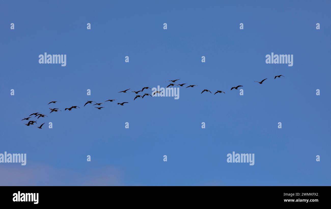 Eine Schar von Gänsen fliegt in Formation über einem hellblauen Himmel über dem Ridgefield National Wildlife Refuge Stockfoto