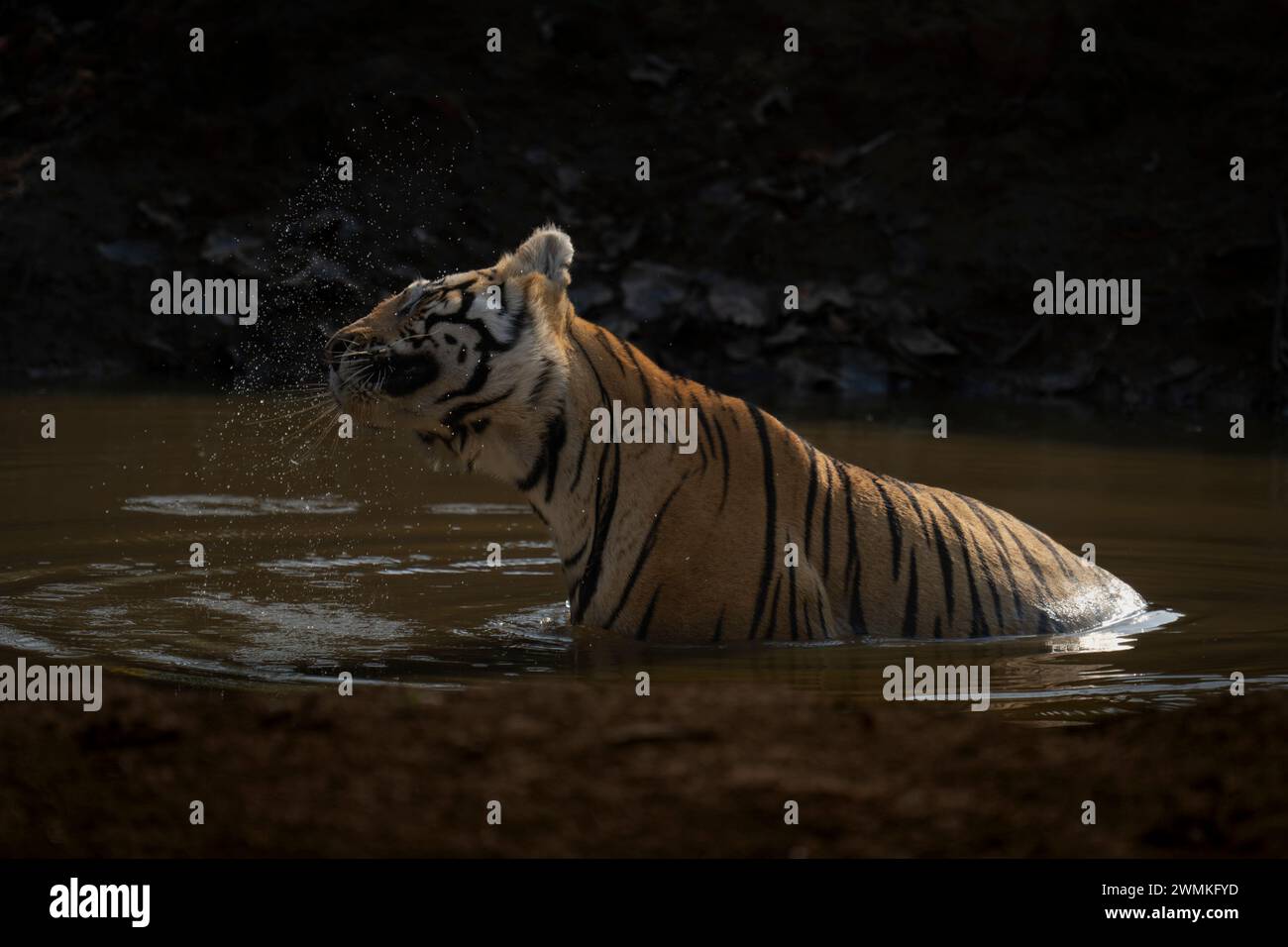 Der bengalische Tiger (Panthera tigris tigris) sitzt in einem schlammigen Wasserloch und schüttelt Wassertropfen aus seinem Kopf; Madhya Pradesh, Indien Stockfoto