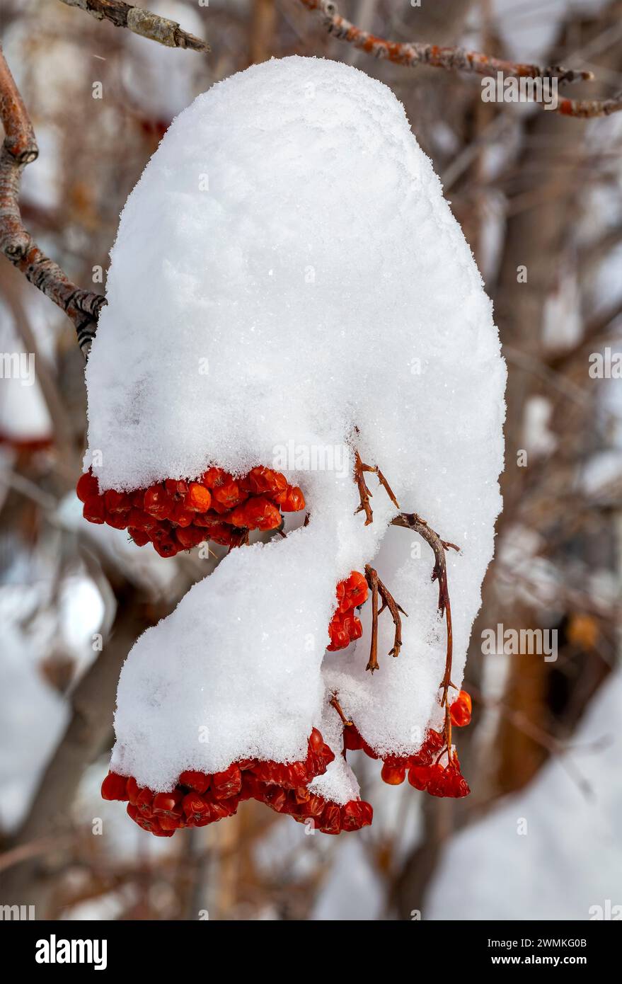 Nahaufnahme von stark schneebedeckten Bergaschebeeren (Sorbus); Calgary, Alberta, Kanada Stockfoto