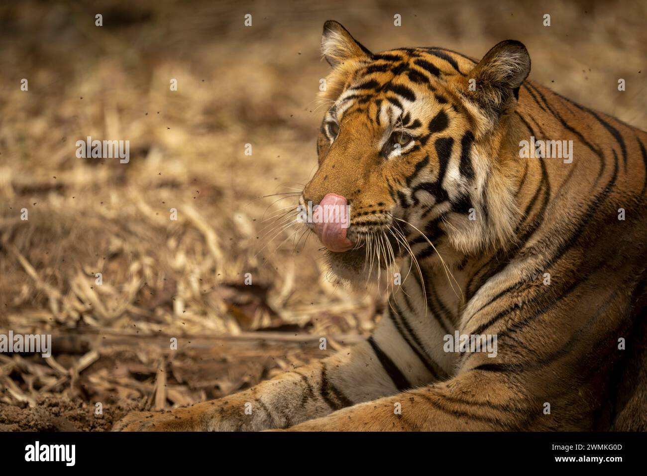Nahaufnahme eines bengalischen Tigers (Panthera tigris tigris), der auf dem Boden liegt und sich die Nase leckt; Madhya Pradesh, Indien Stockfoto