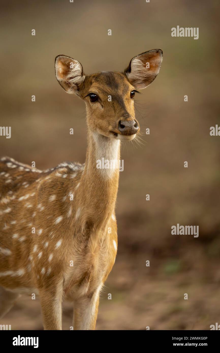 Nahporträt eines gefleckten Hirsches mit Chital (Achsenachse), der auf einer Lichtung steht; Madhya Pradesh, Indien Stockfoto