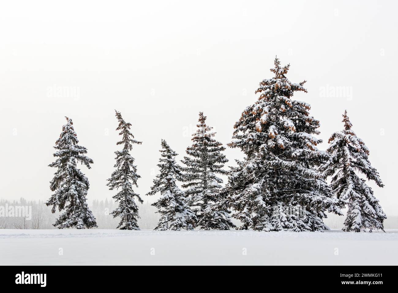 Eine Reihe leicht schneebedeckter immergrüner Bäume auf einem schneebedeckten Feld mit grauem Himmel; Calgary, Alberta, Kanada Stockfoto