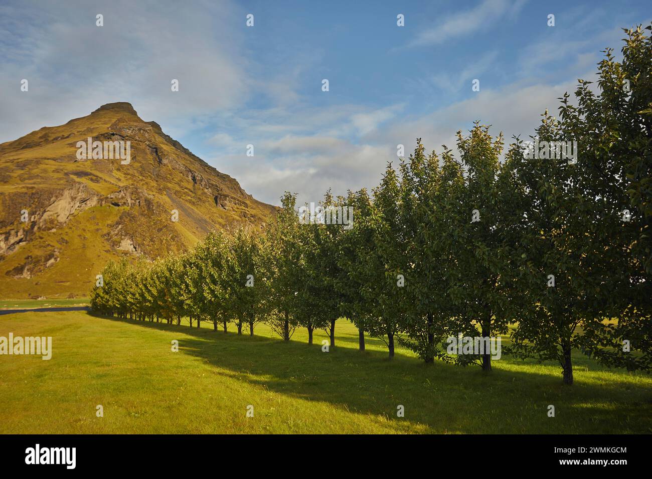 Landschaft mit Bäumen in einer Reihe auf Gras und einem Gipfel; Island Stockfoto