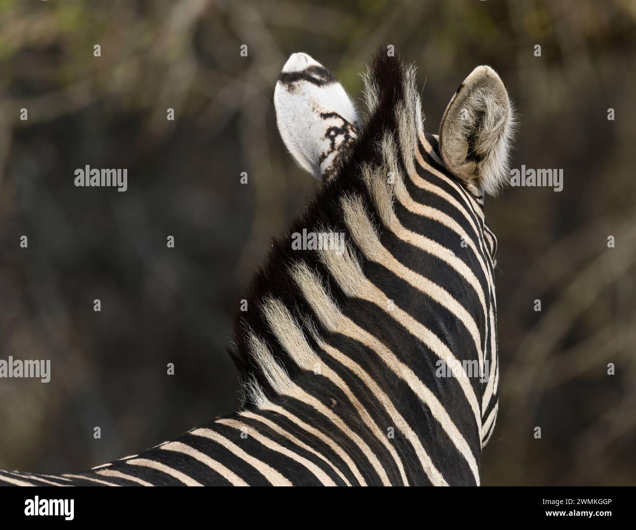 Lustiges Foto von Zebra mit Mähne, die zu den Ohren führt Stockfoto