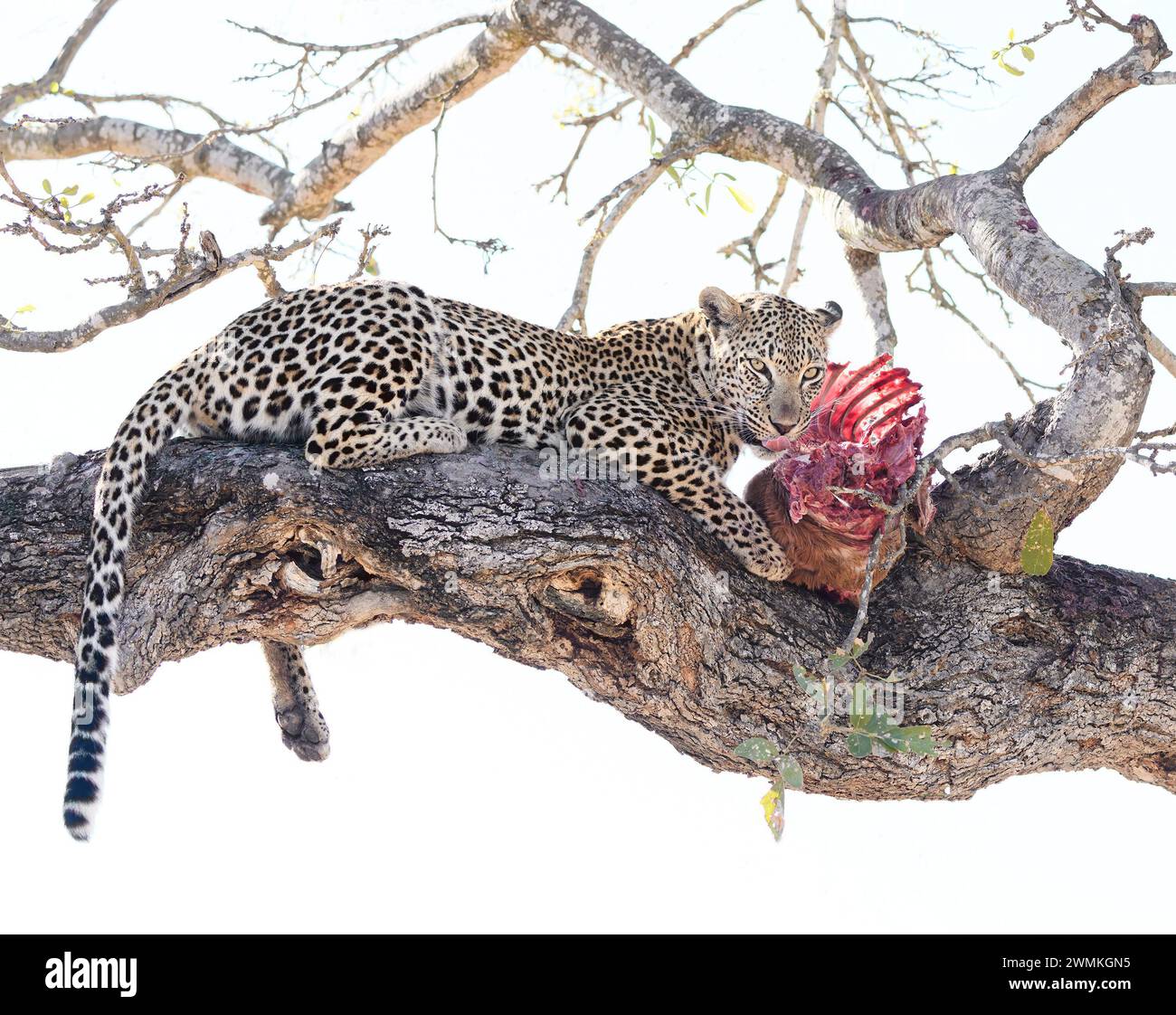 Hochklassiges Bild von Leoparden im Baum mit Tötung Stockfoto